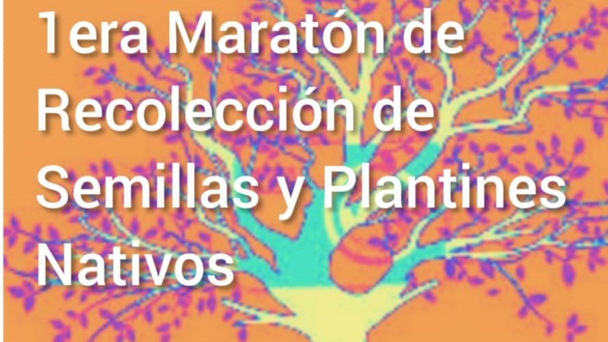 Continúa la maratón de semillas