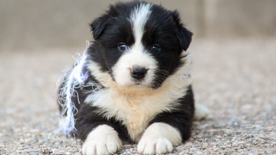 Una Perra Influencer en Mendiolaza