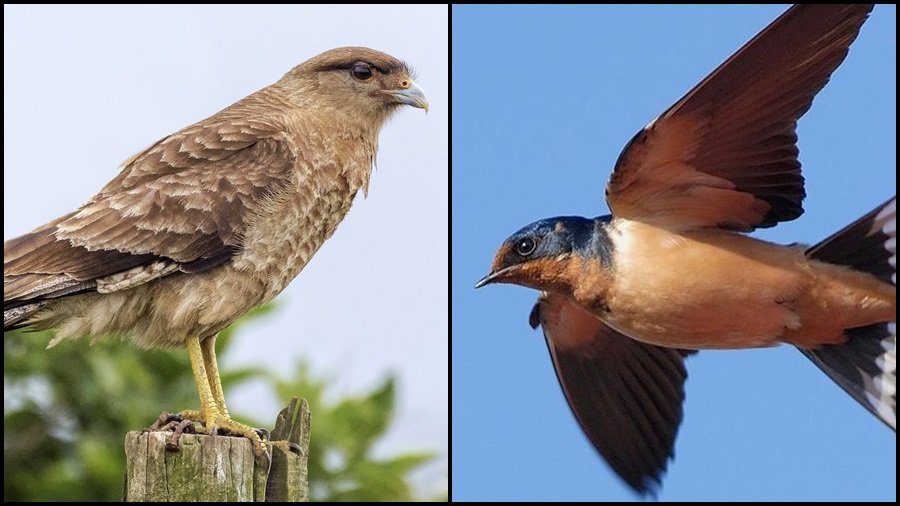 Las aves de Mendiolaza