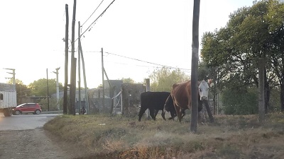 Cortitas de Mendiolaza 25 de septiembre vacas