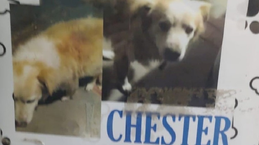 Abandonado y atropellado en Mendiolaza chester
