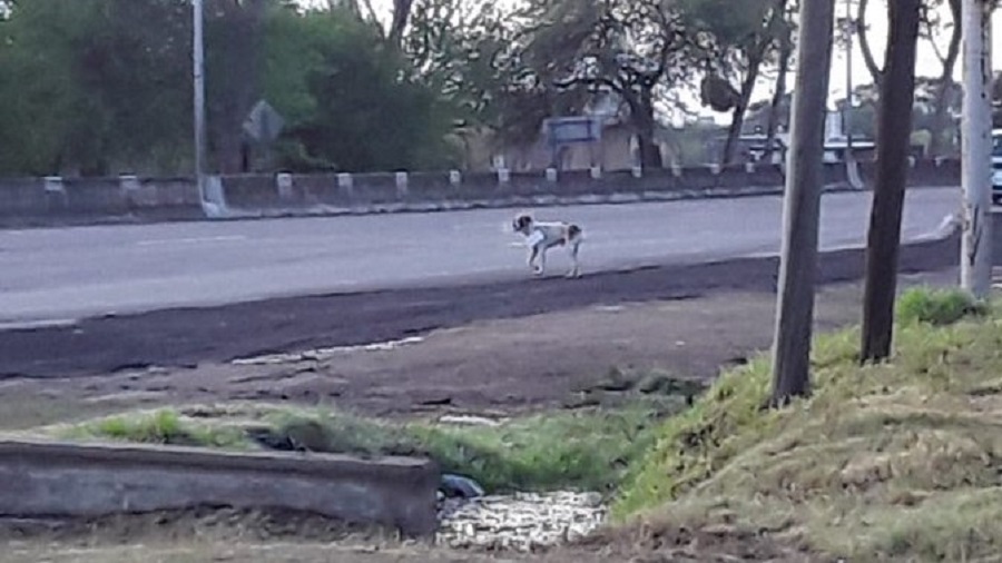Abandonado y atropellado en Mendiolaza ruta