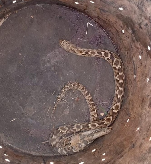 Accidentes y serpiente en Mendiolaza falsa yarará