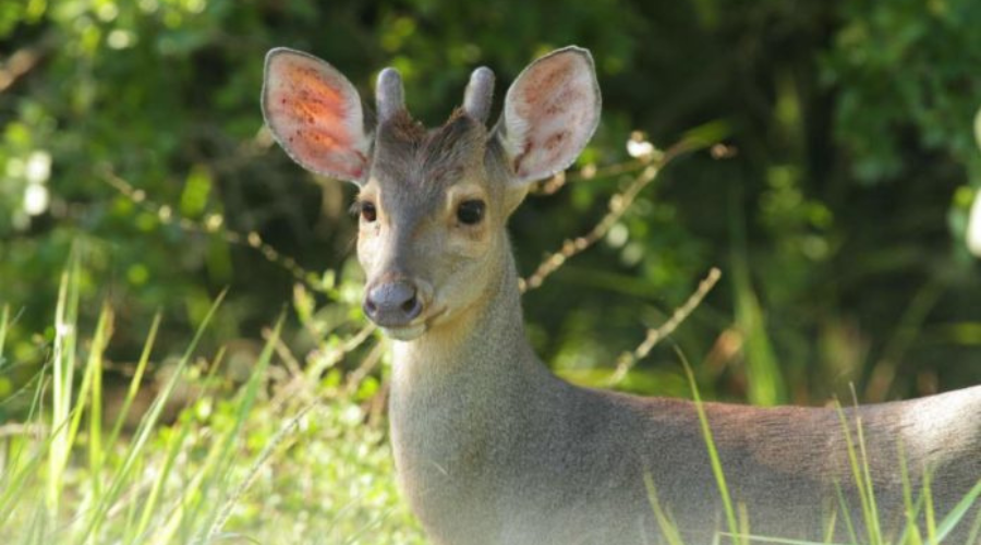 Fauna silvestre en Mendiolaza corzuela