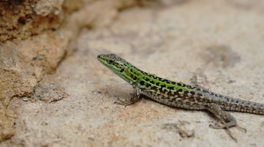 Fauna silvestre en Mendiolaza lagartija