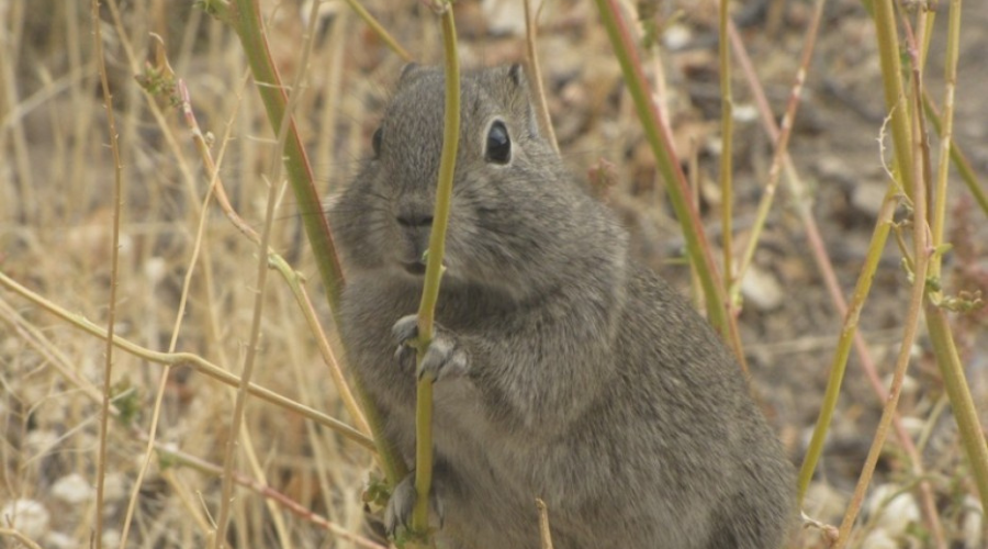 Fauna silvestre en Mendiolaza cuis