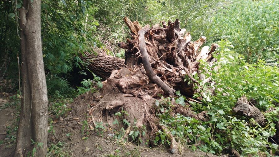 Árbol sobre el arroyo preocupa en Mendiolaza raiz