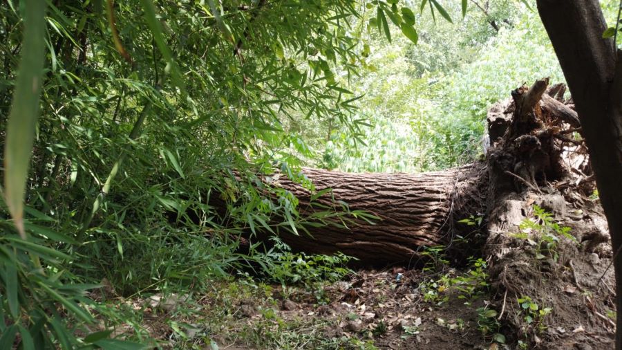 Árbol sobre el arroyo preocupa en Mendiolaza tronco