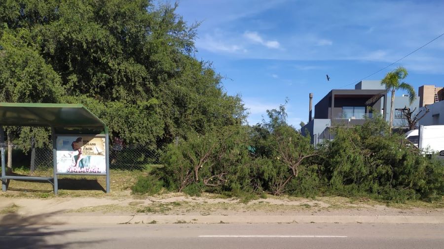 Recolección de poda en Mendiolaza vereda cubierta de ramas de árbol