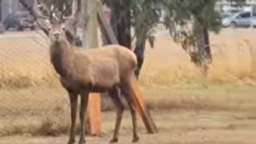 Un ciervo cerca de Mendiolaza