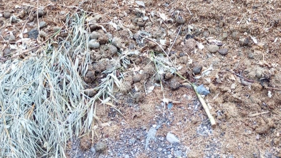 Materia fecal de caballo sobre el suelo
