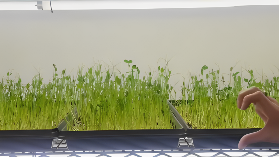 Microgreens en Mendiolaza