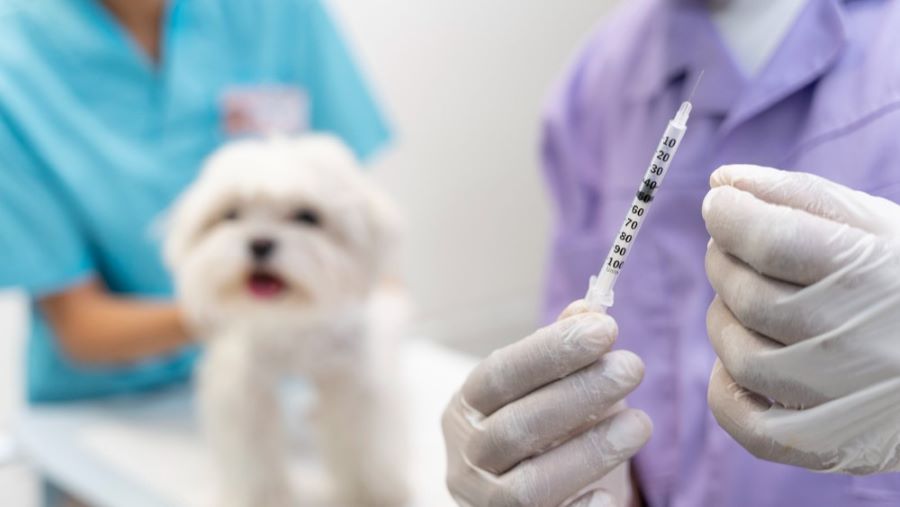 Vacunación antirrábica en Mendiolaza