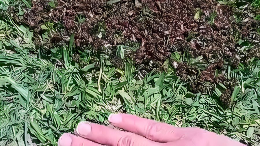 Abejas quemadas en Mendiolaza demendiolaza