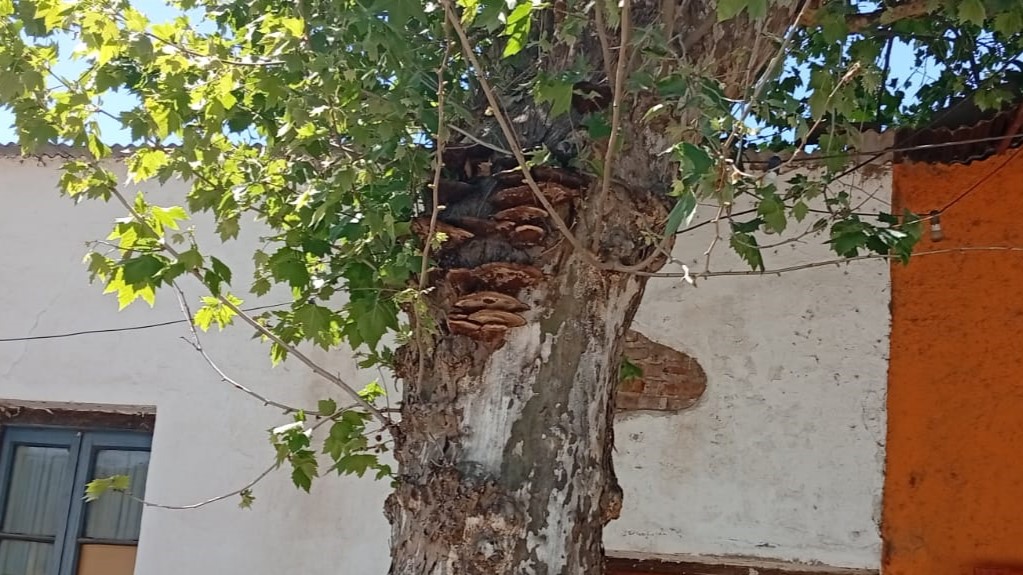 Adiós a la alameda de Mendiolaza - Alamo plateado con hongos
