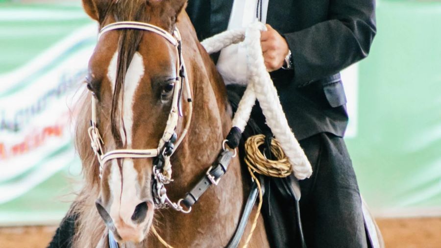 Celebración del Caballo Criollo en Mendiolaza circulo de caballos criollos demendiolaza