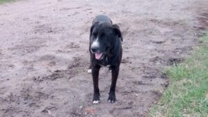 Rocco el perro comunitario de Mendiolaza