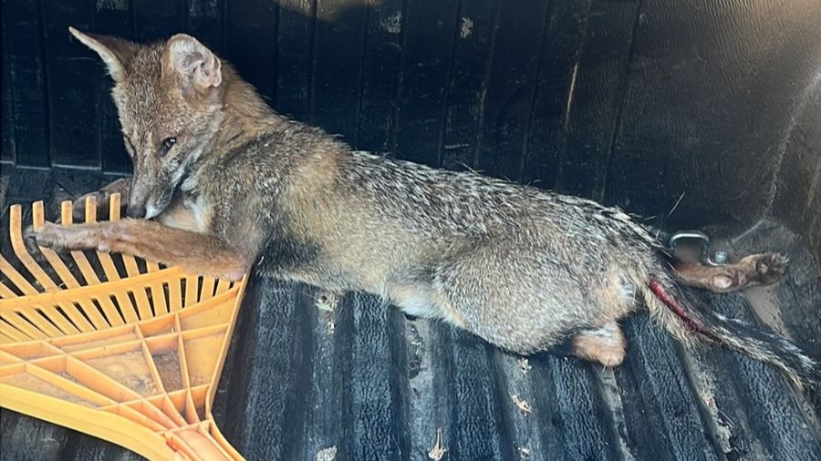 Zorro sin auxilio en Mendiolaza