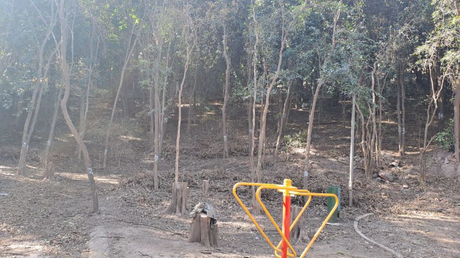 Avanza el control de siempreverdes en Mendiolaza Siempremonte intervino una plaza de Valle del Sol