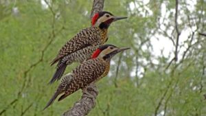 Más de 100 especies de aves en Mendiolaza La biodiversidad en el patio de casa