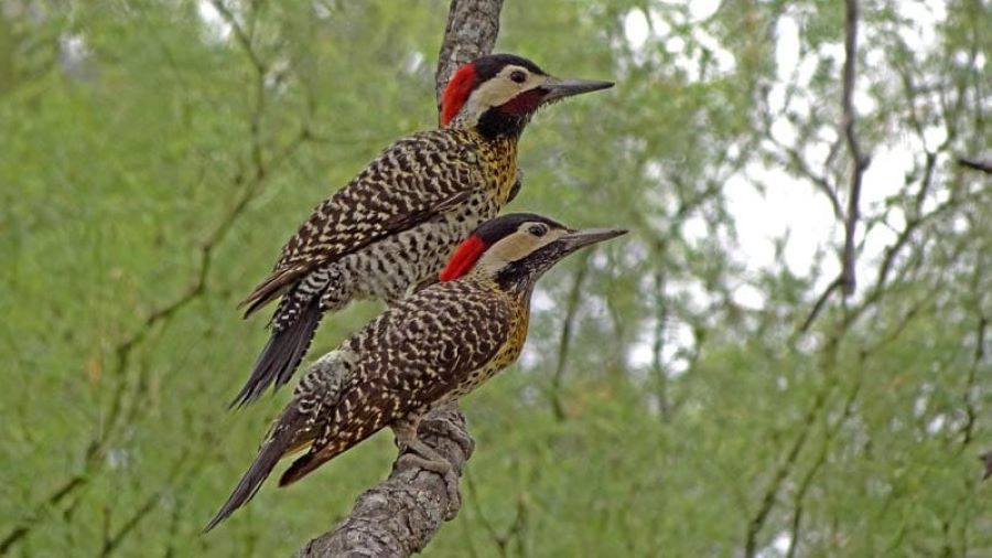 Más de 100 especies de aves en Mendiolaza La biodiversidad en el patio de casa