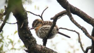 Convocar a las aves a Mendiolaza. Un refugio de biodeversidad en cada casa