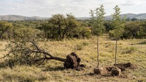 Compensación ambiental en Mendiolaza. Nuevo reglamento para la extracción y reposición.